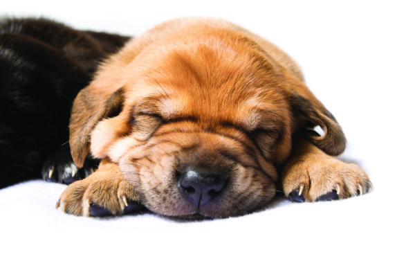 Ginger pups2-8 copy Ginger pups2-8 copy